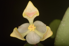 Orophea thomsonii